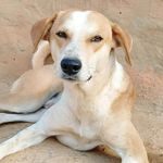 Profile picture of Suyog
